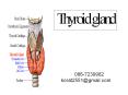 Thyroid gland PowerPoint PPT Presentation