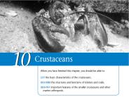 Chapter 10 Animals with Armor