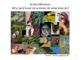 Animal Behavior:  Why (and how) do animals do what they do? PowerPoint PPT Presentation