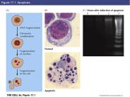 Figure 17.1 Apoptosis