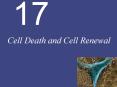 Cell Death and Cell Renewal PowerPoint PPT Presentation