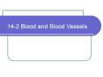 14-2 Blood and Blood Vessels PowerPoint PPT Presentation