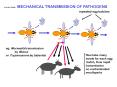 FLY VECTORS MECHANICAL TRANSMISSION OF PATHOGENS PowerPoint PPT Presentation