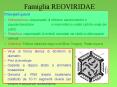 Famiglia REOVIRIDAE PowerPoint PPT Presentation