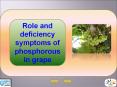 Integrated nutrient management in mango PowerPoint PPT Presentation