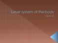 Lever system of the body PowerPoint PPT Presentation
