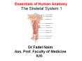 Essentials of Human Anatomy The Skeletal System 1 PowerPoint PPT Presentation
