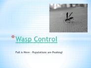 Wasp Control - Fall is Here – Populations are Peaking!