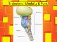 Brainstem: Medulla PowerPoint PPT Presentation