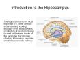 Introduction to the Hippocampus PowerPoint PPT Presentation