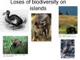 Loses of biodiversity on islands PowerPoint PPT Presentation