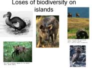 Loses of biodiversity on islands