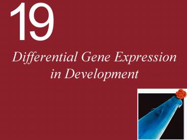 presentation player overlay