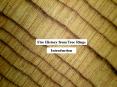 Fire History from Tree Rings PowerPoint PPT Presentation