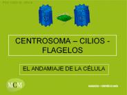 CENTROSOMA 