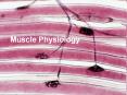 Muscle Physiology PowerPoint PPT Presentation