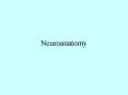 Neuroanatomy PowerPoint PPT Presentation