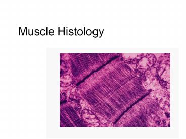 Muscle Histology