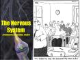 The Nervous System Coordination, Integration, Control PowerPoint PPT Presentation