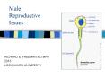 Male Reproductive Issues PowerPoint PPT Presentation