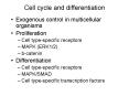 Cell cycle and differentiation PowerPoint PPT Presentation