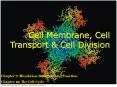 Cell Membrane, Cell Transport PowerPoint PPT Presentation