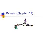 Meiosis (Chapter 13)