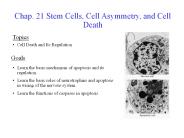 Chap. 21 Stem Cells, Cell Asymmetry, and Cell Death