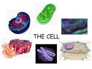 THE CELL