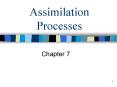 Assimilation Processes PowerPoint PPT Presentation