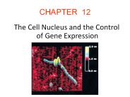 The Cell Nucleus and the Control   of Gene Expression