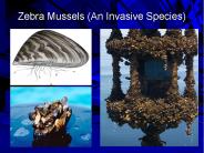 Zebra Mussels (An Invasive Species)