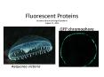 Fluorescent Proteins By James Dicarlo and Ingrid Spielman August 12, 2008 PowerPoint PPT Presentation