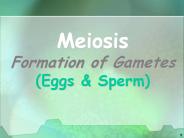 Meiosis Formation of Gametes (Eggs