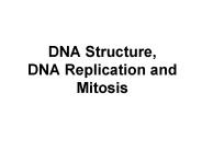 DNA Structure, DNA Replication and Mitosis