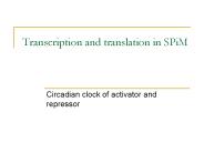 Transcription and translation in SPiM