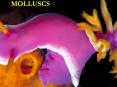 MOLLUSCS PowerPoint PPT Presentation