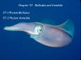 Chapter 37: Mollusks and Annelids PowerPoint PPT Presentation