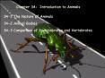Chapter 34: Introduction to Animals PowerPoint PPT Presentation