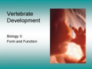 Vertebrate Development