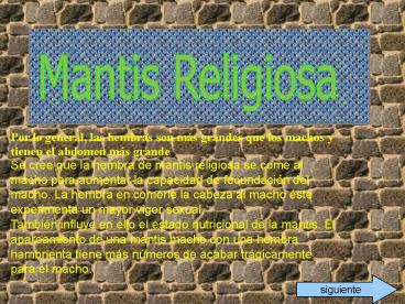 Mantis Religiosa
