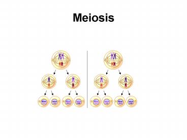 Meiosis