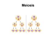 Meiosis