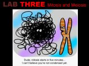 LAB THREE Mitosis and Meiosis