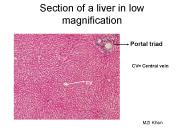 Section of a liver in low magnification