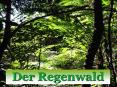 Der Regenwald PowerPoint PPT Presentation