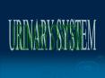 URINARY SYSTEM PowerPoint PPT Presentation