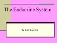 The Endocrine System PowerPoint PPT Presentation