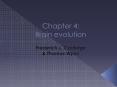 Chapter 4: Brain evolution PowerPoint PPT Presentation