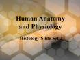 Biology 348 Human Anatomy and Physiology PowerPoint PPT Presentation